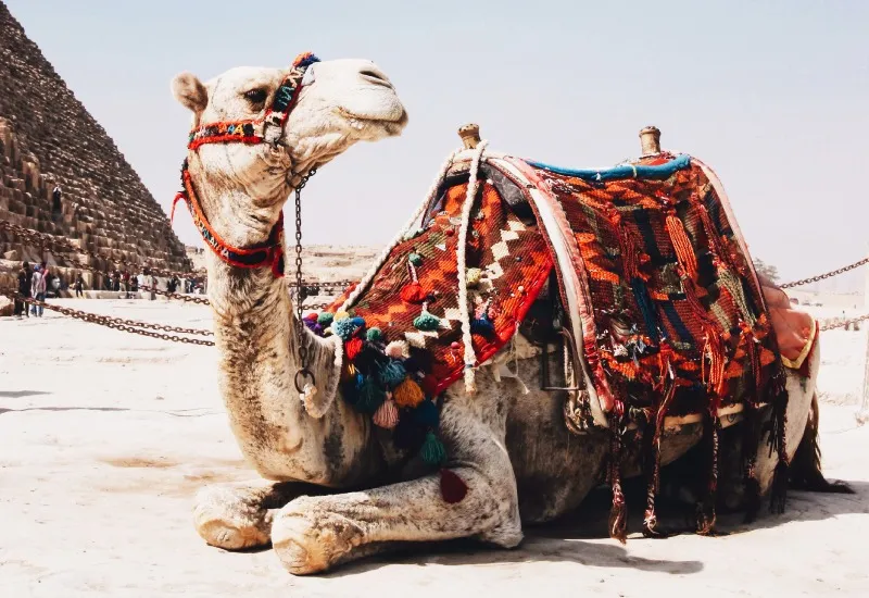 Pushkar Camel Safari