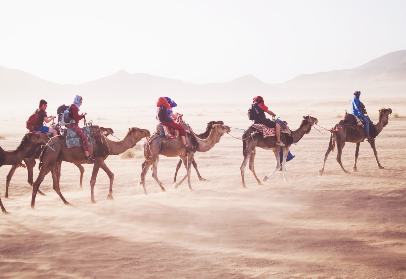 Camel Safari In Dausa