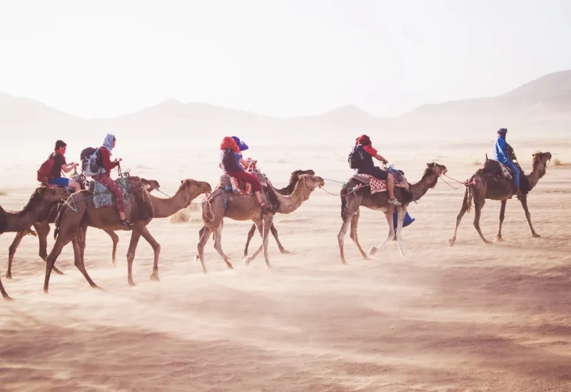 Pushkar Camel Safari