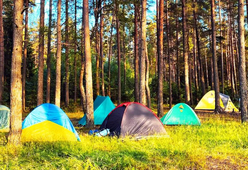 Jungle Tent Kolkata