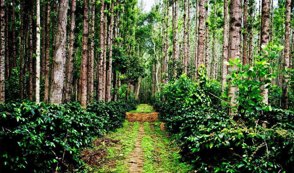 Coffee Estate Tour in Coorg