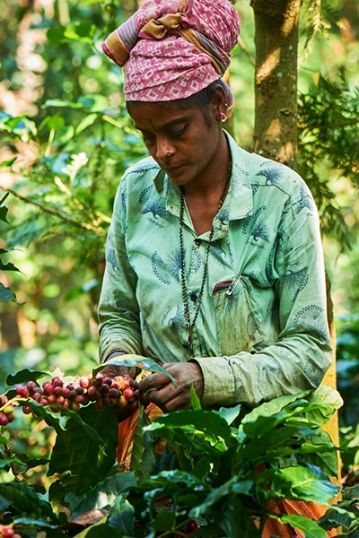 Coffee Estate Tour in Coorg