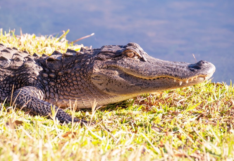 Crocodile Sightseeing In Goa