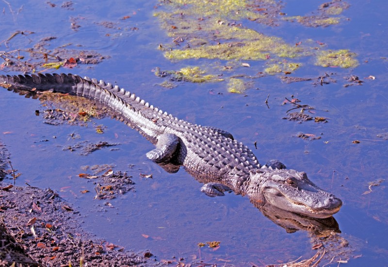 Crocodile Sightseeing In Goa