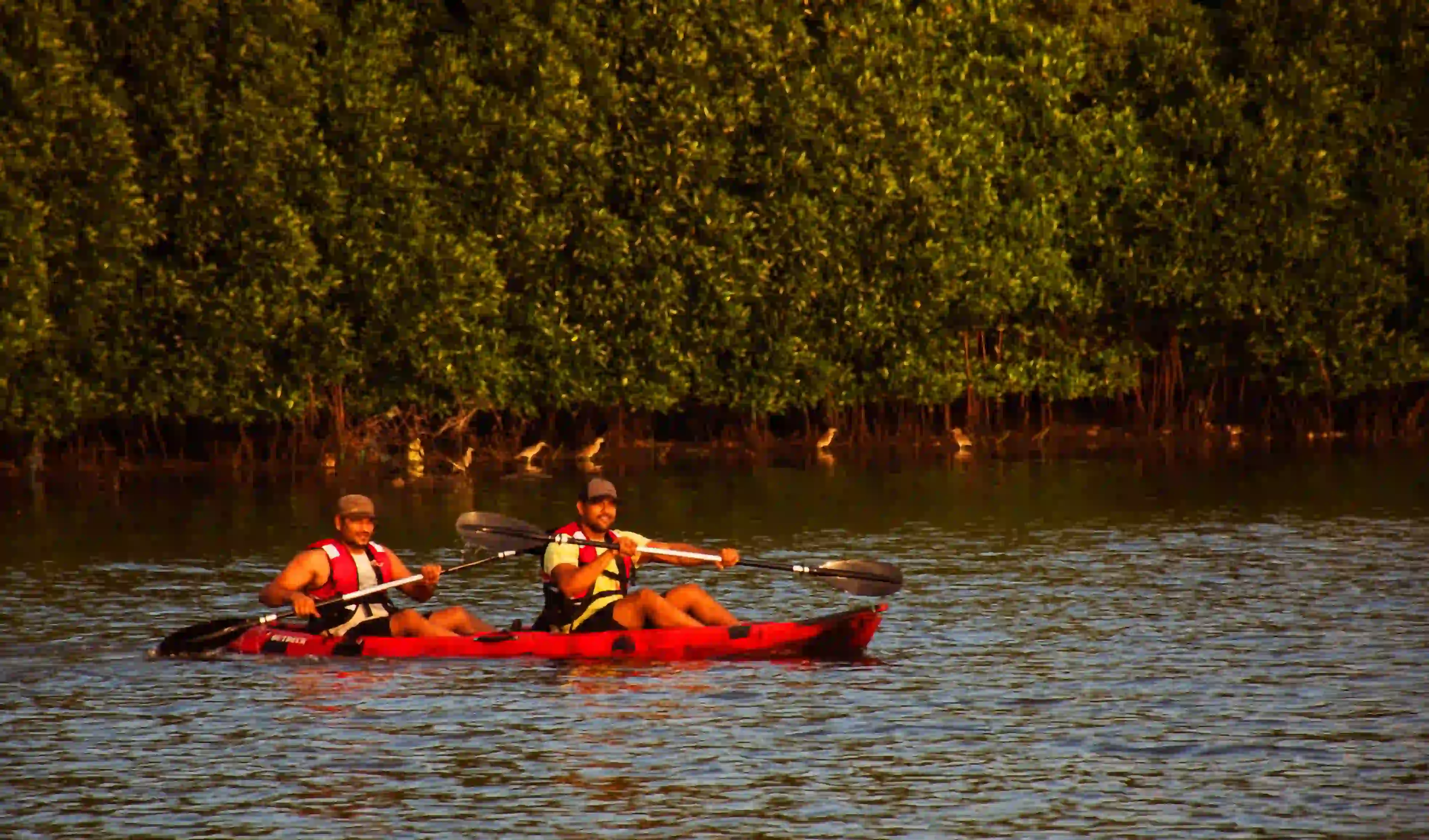 Mangrove Forest Kayaking in Pondicherry