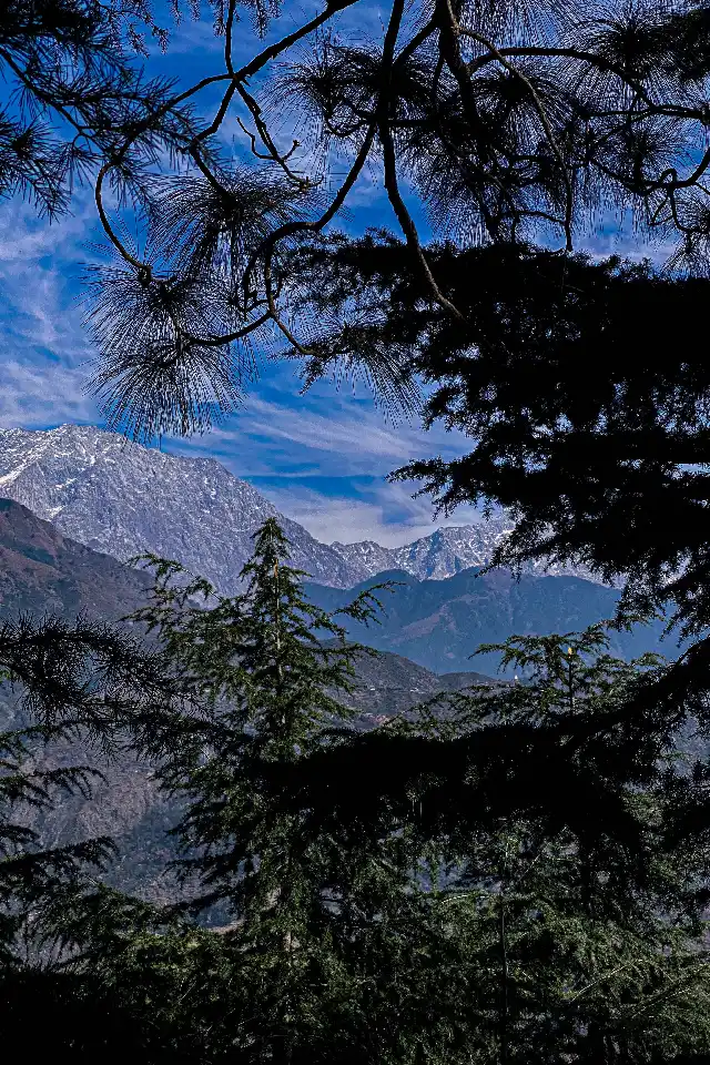 Day Excursion of Palampur from Dharamshala