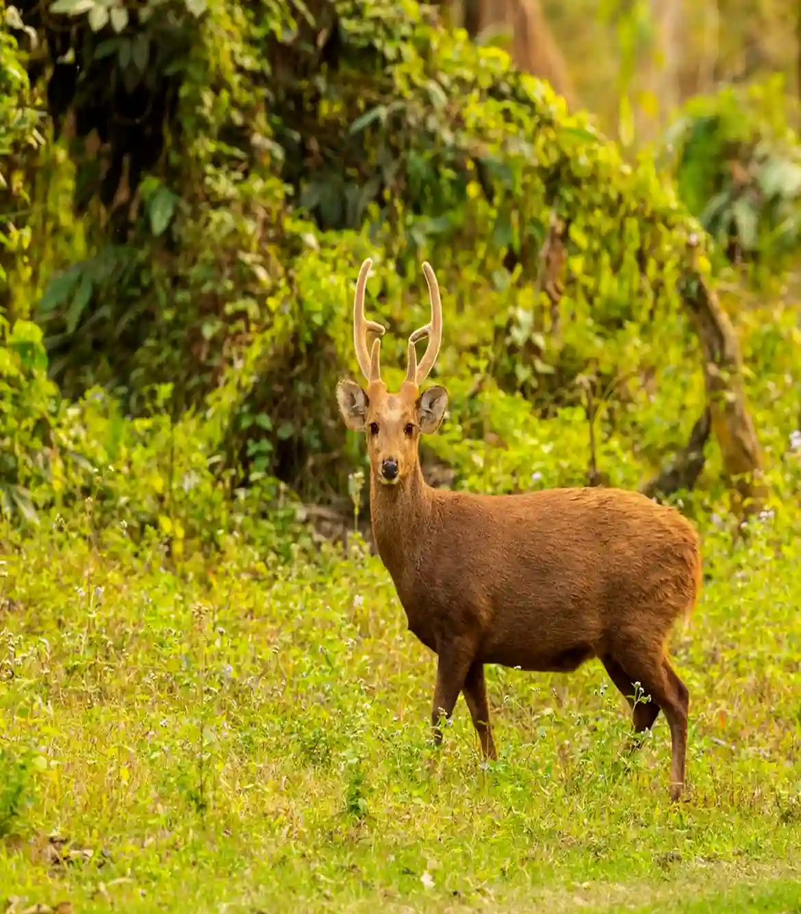 One Day Delhi to Sariska Trip