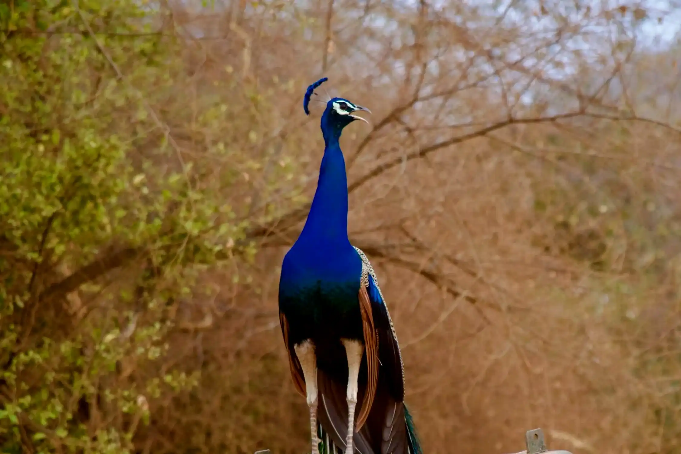 One Day Delhi to Sariska Trip