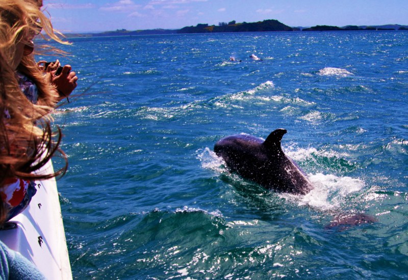 Dolphin Ride in Ghogla Beach, Diu