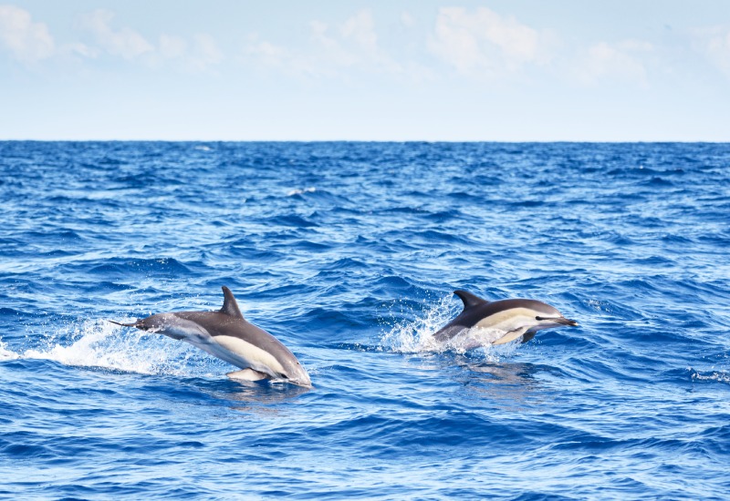 Candolim Beach Dolphin Tour