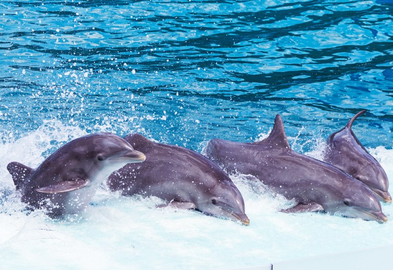 Nagoa Beach Dolphin Tour Diu
