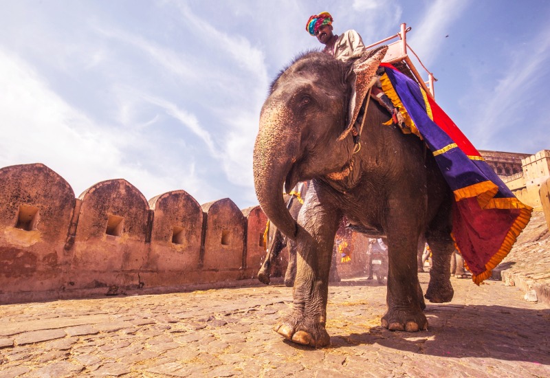 Elephant Safari In Amer Fort, Jaipur