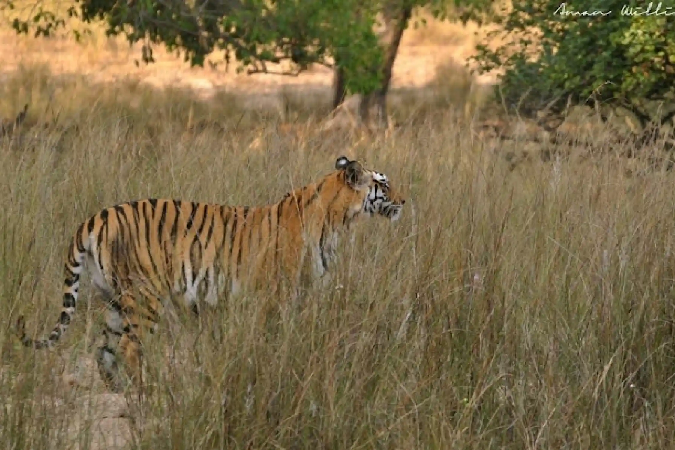 Tiger Safari in Jabalpur