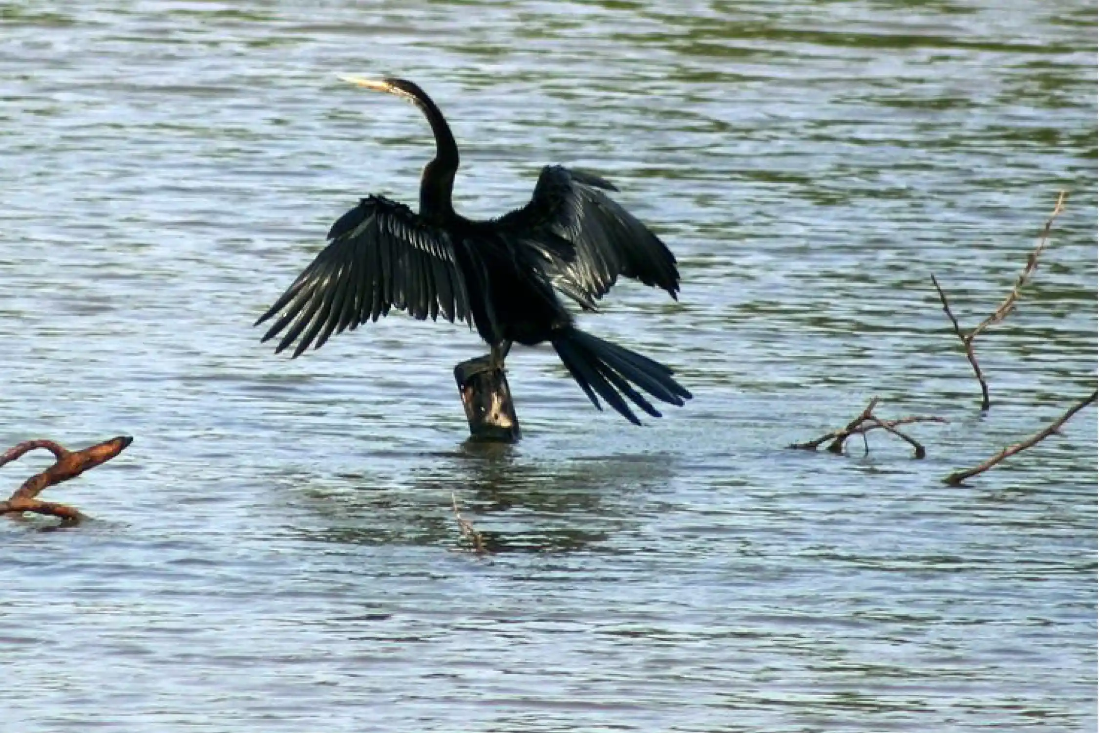 One Day Rajkot to Khijadia Bird Sanctuary Trip