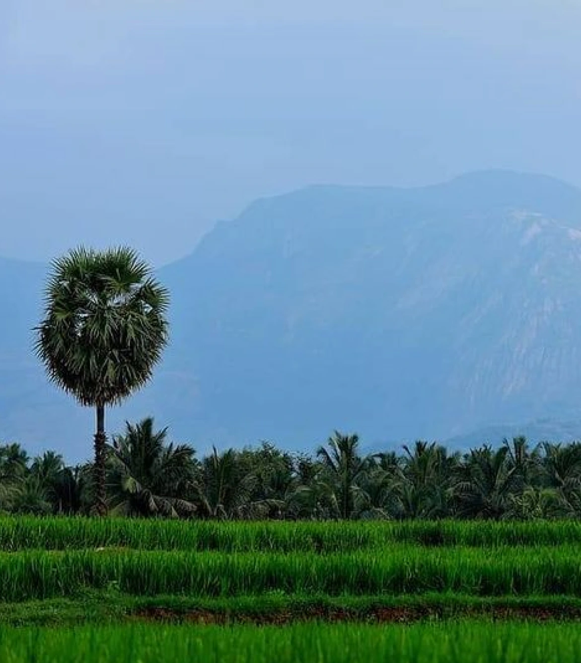 One Day Coimbatore to Pollachi and Valparai Trip