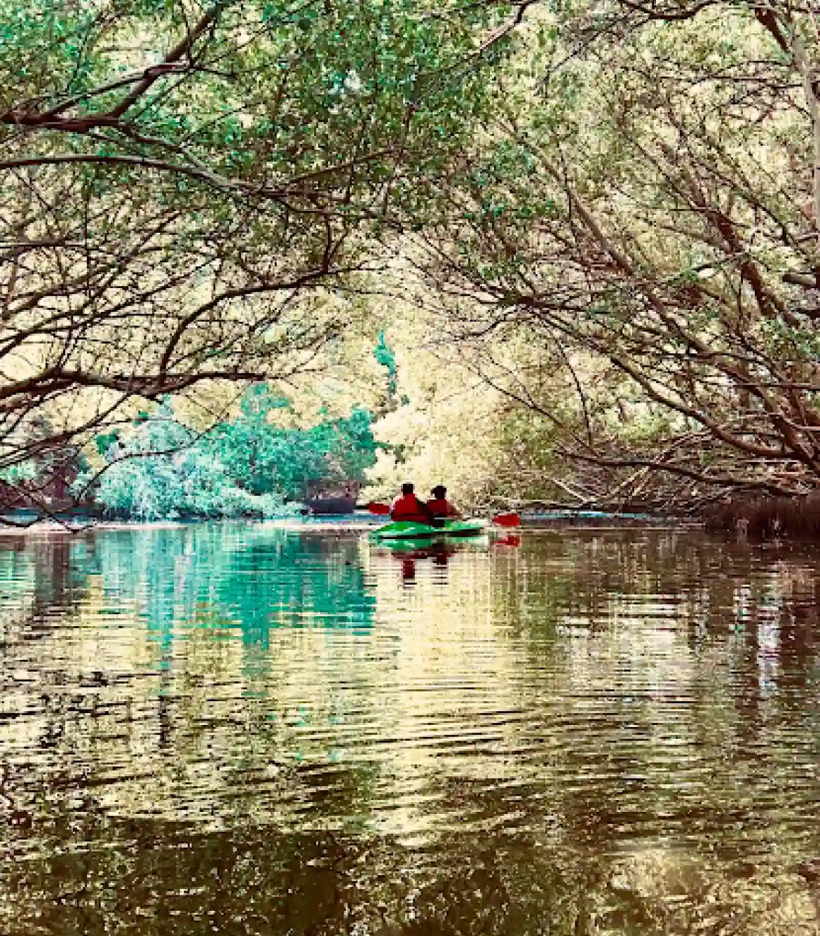 Mangrove Forest Boating Pondicherry