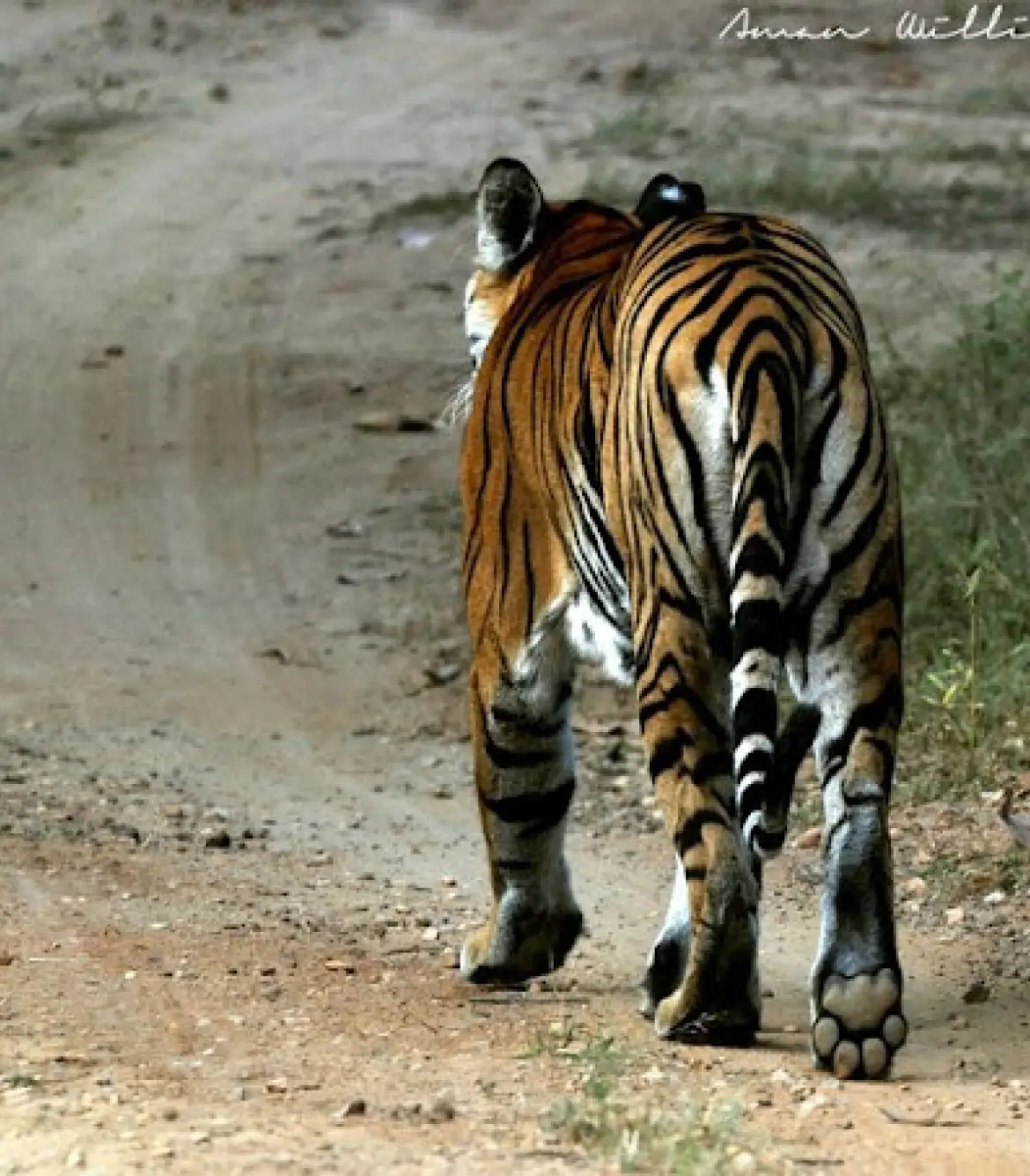 Tiger Safari in Jabalpur