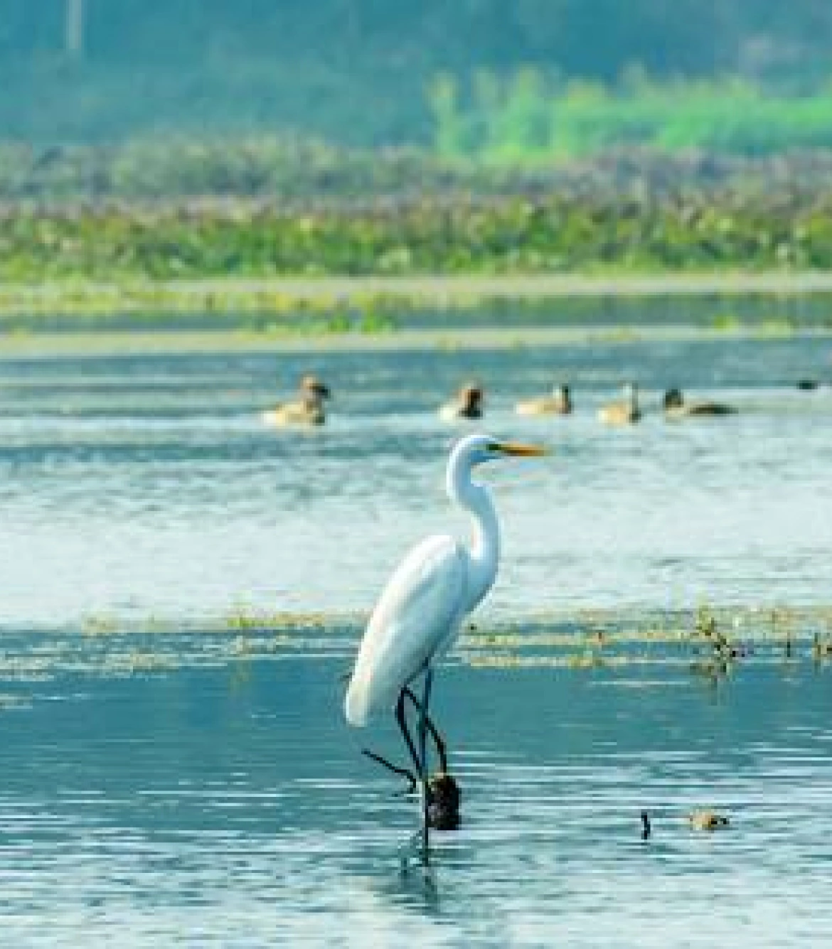 Vijaywada to Kolleru Lake Day Trip