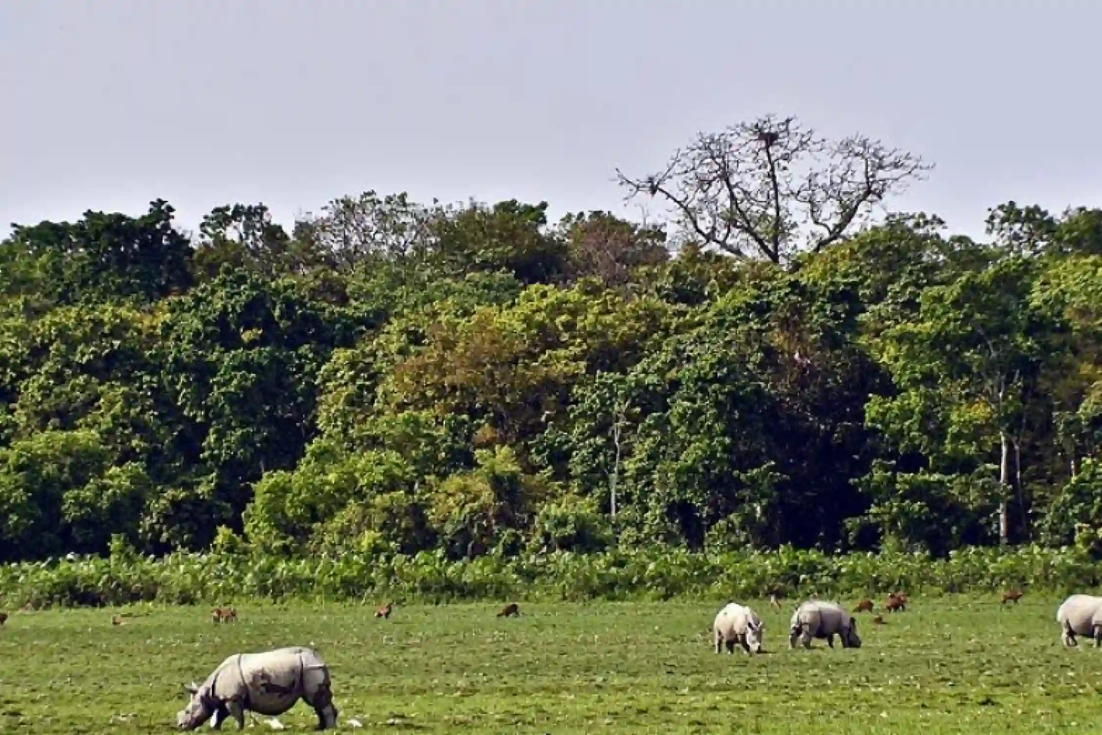 One Day Jorhat to Kaziranga Sightseeing Trip by Car