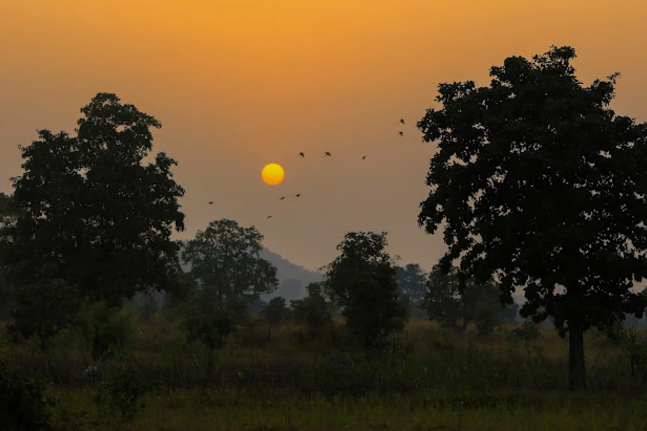 Tiger Safari in Jabalpur