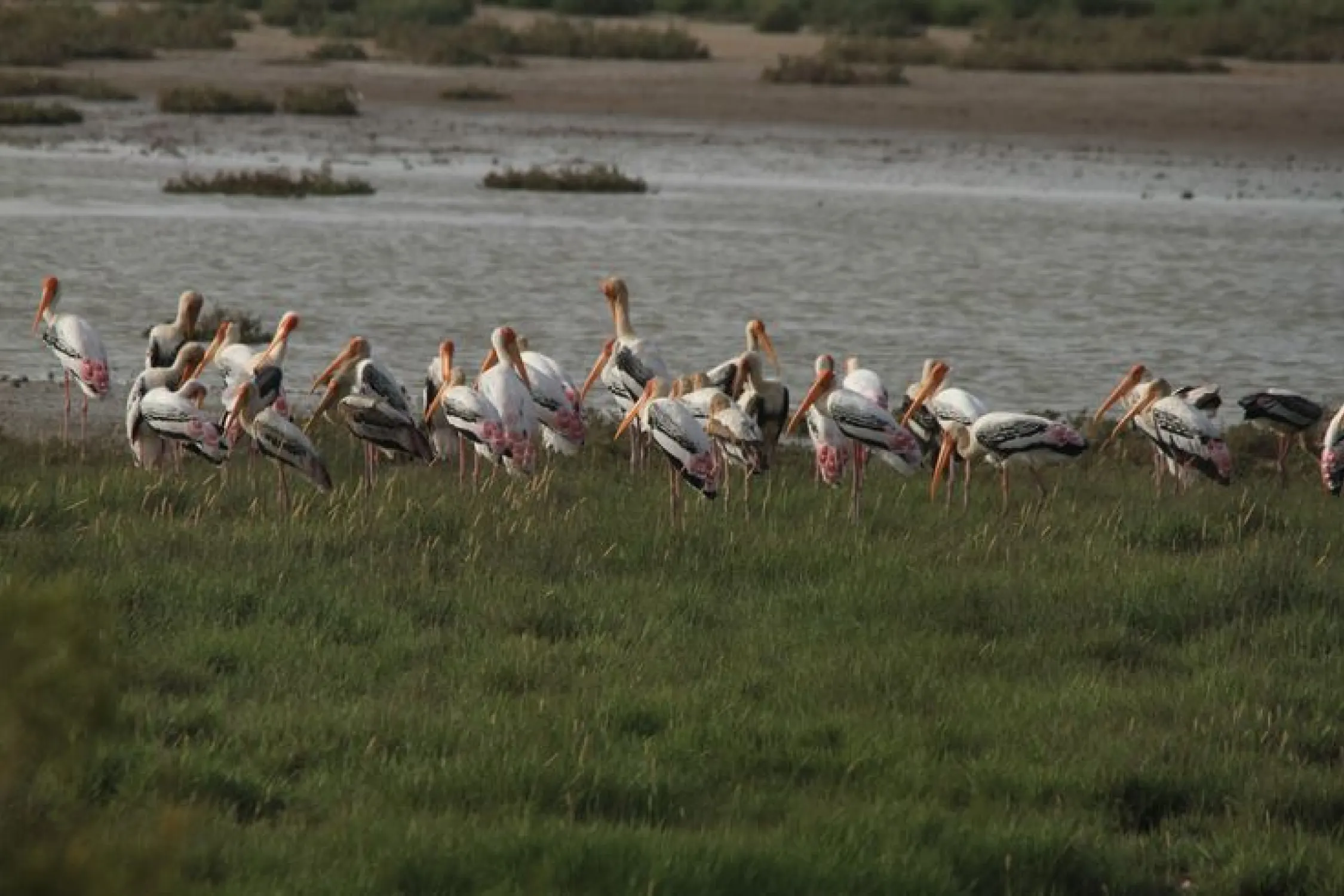 One Day Rajkot to Khijadia Bird Sanctuary Trip