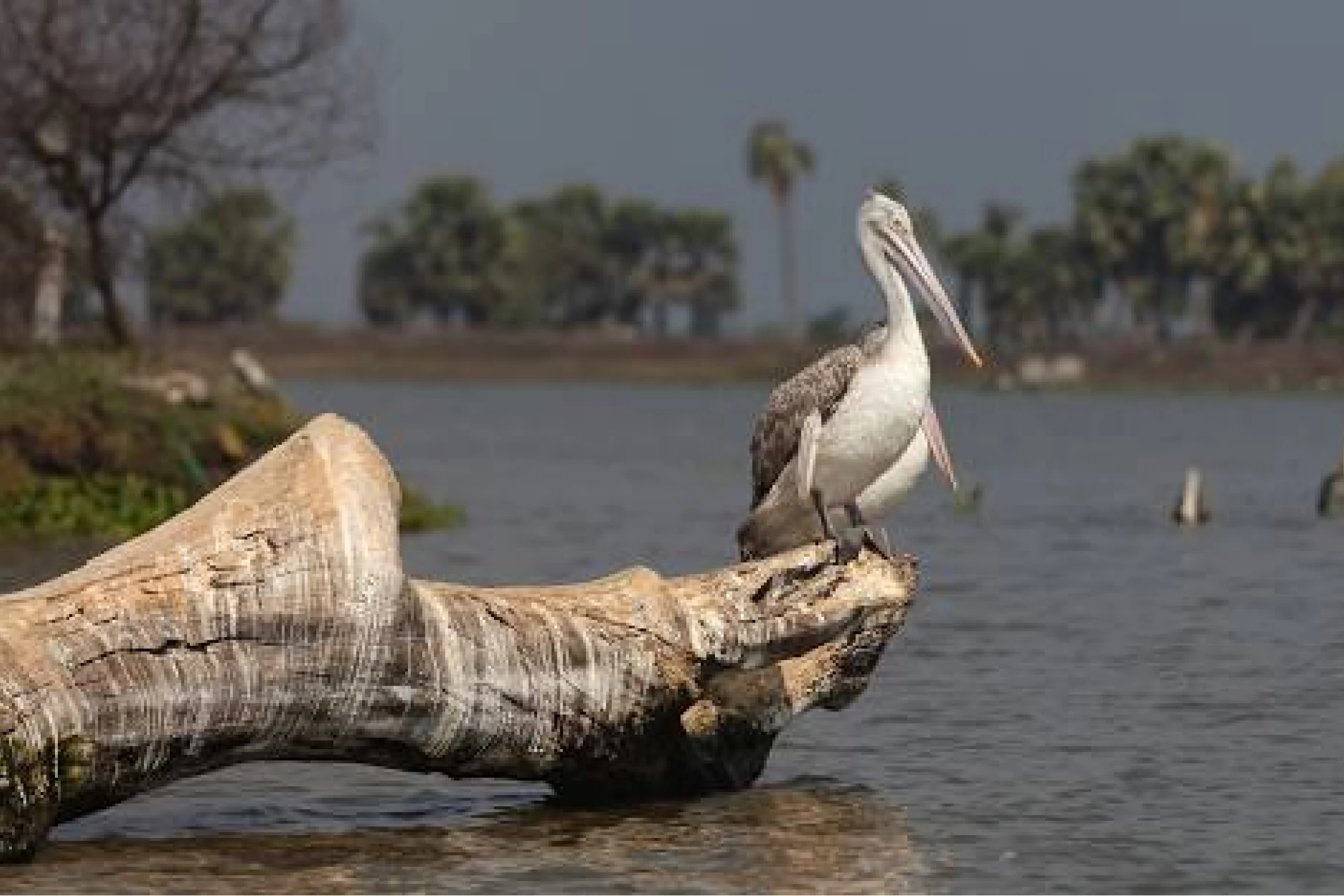 Vijaywada to Kolleru Lake Day Trip