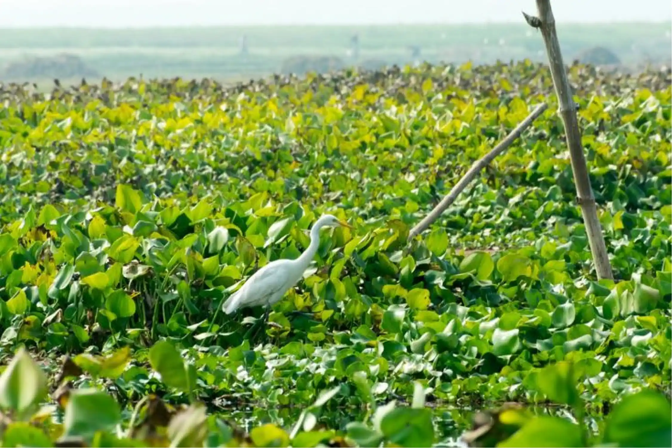 One Day Chikmagalur to Ranganathittu Bird Sanctuary Trip