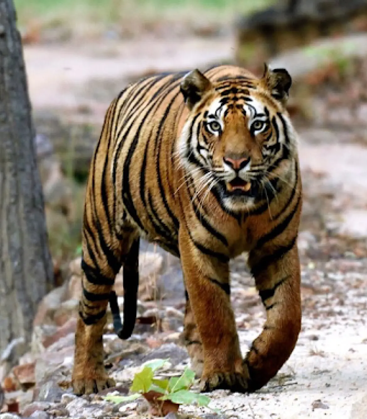 Tiger Safari in Jabalpur