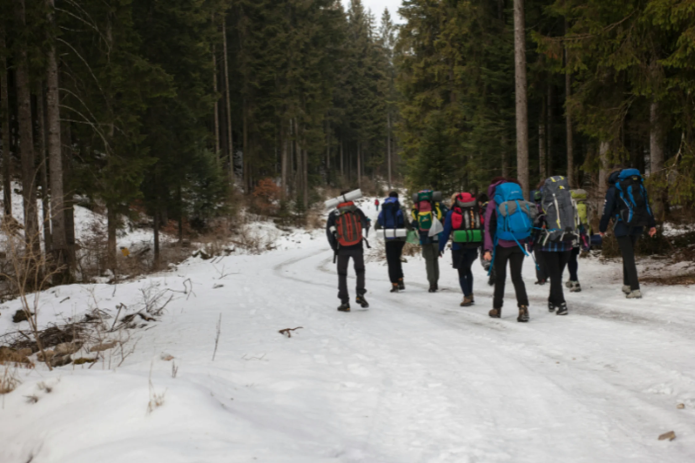 Sandakphu Phalut Trek