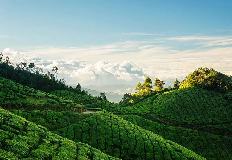 Munnar Tour Packages for 2 Days 1 night