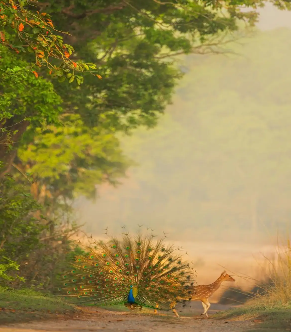 Gujarat Sanctuaries and Safaris Tour Package