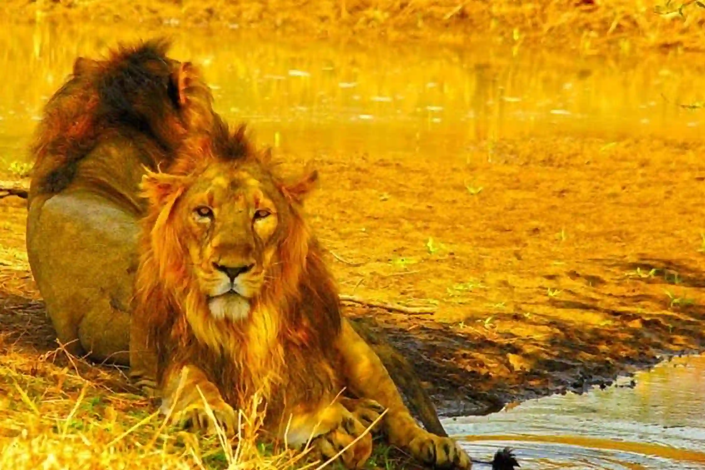 Gujarat Sanctuaries and Safaris Tour Package