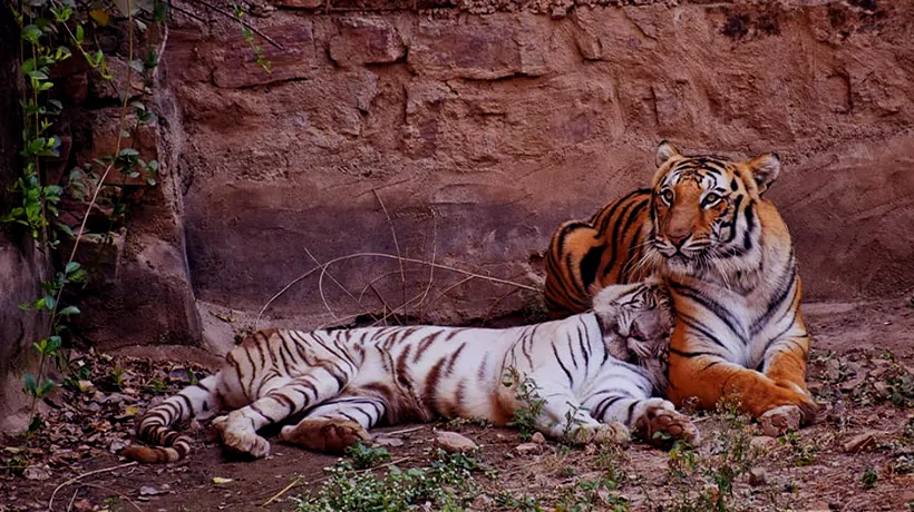 Gorewada Zoo Nagpur
