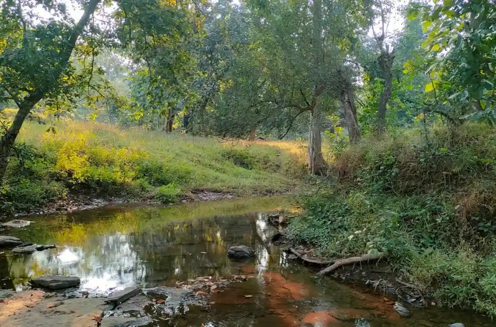 Jungle Safari at Nauradehi Wildlife Sanctuary