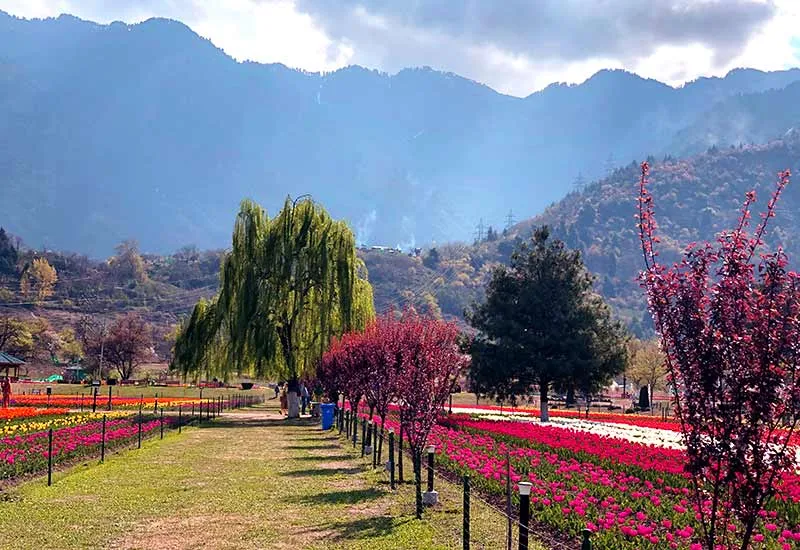 Local Sightseeing in Srinagar