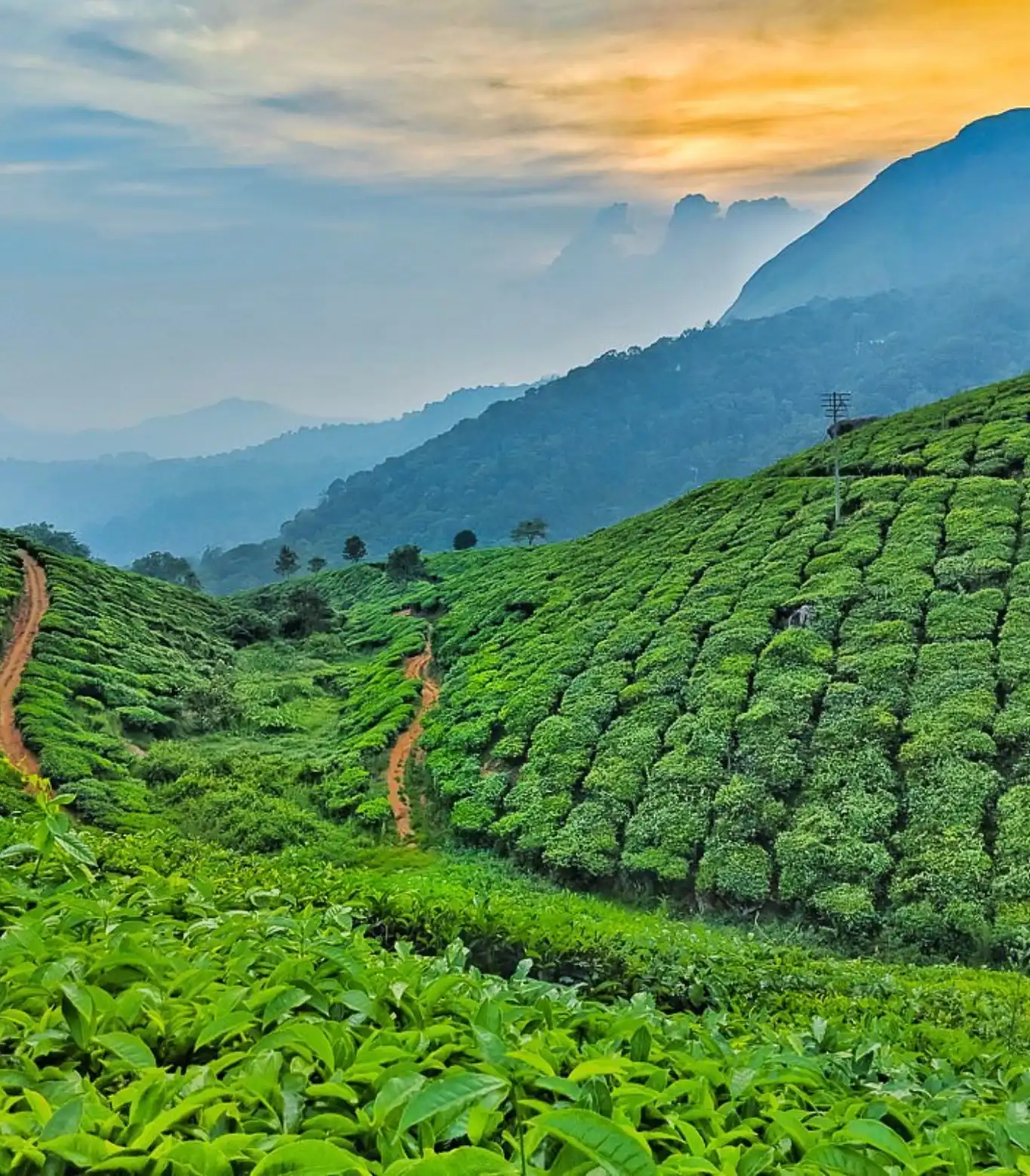 Jeep Safari Munnar