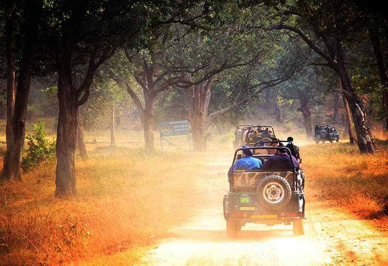 Tiger Tracking and Birdwatching Tour at Corbett