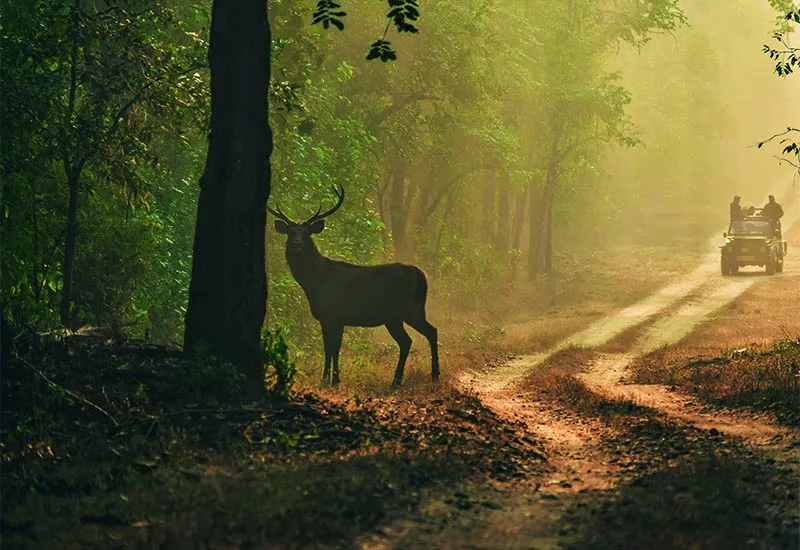 Jhalana Jungle Safari in Jaipur