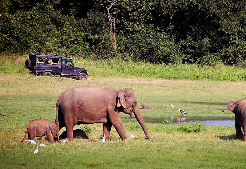 Munnar Elephant Safari