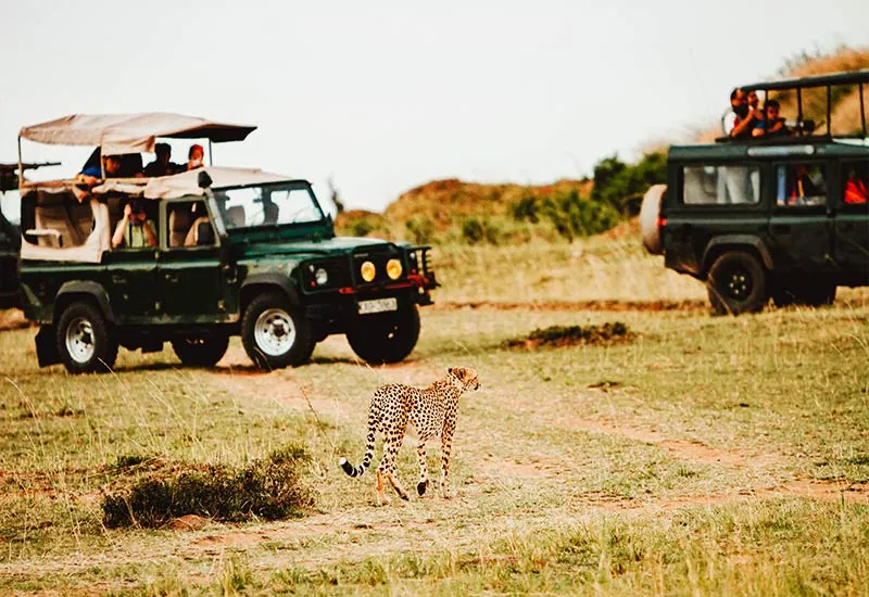 Jeep Safari Munnar