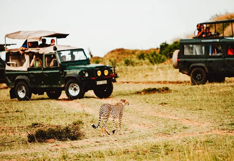 Nagzira Safari