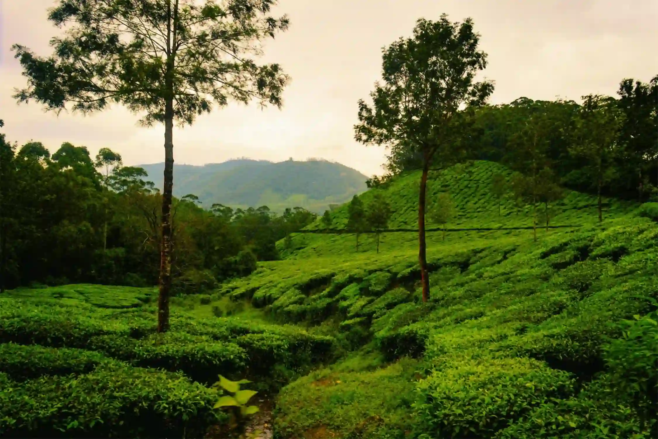 One Day Kochi to Munnar Trip