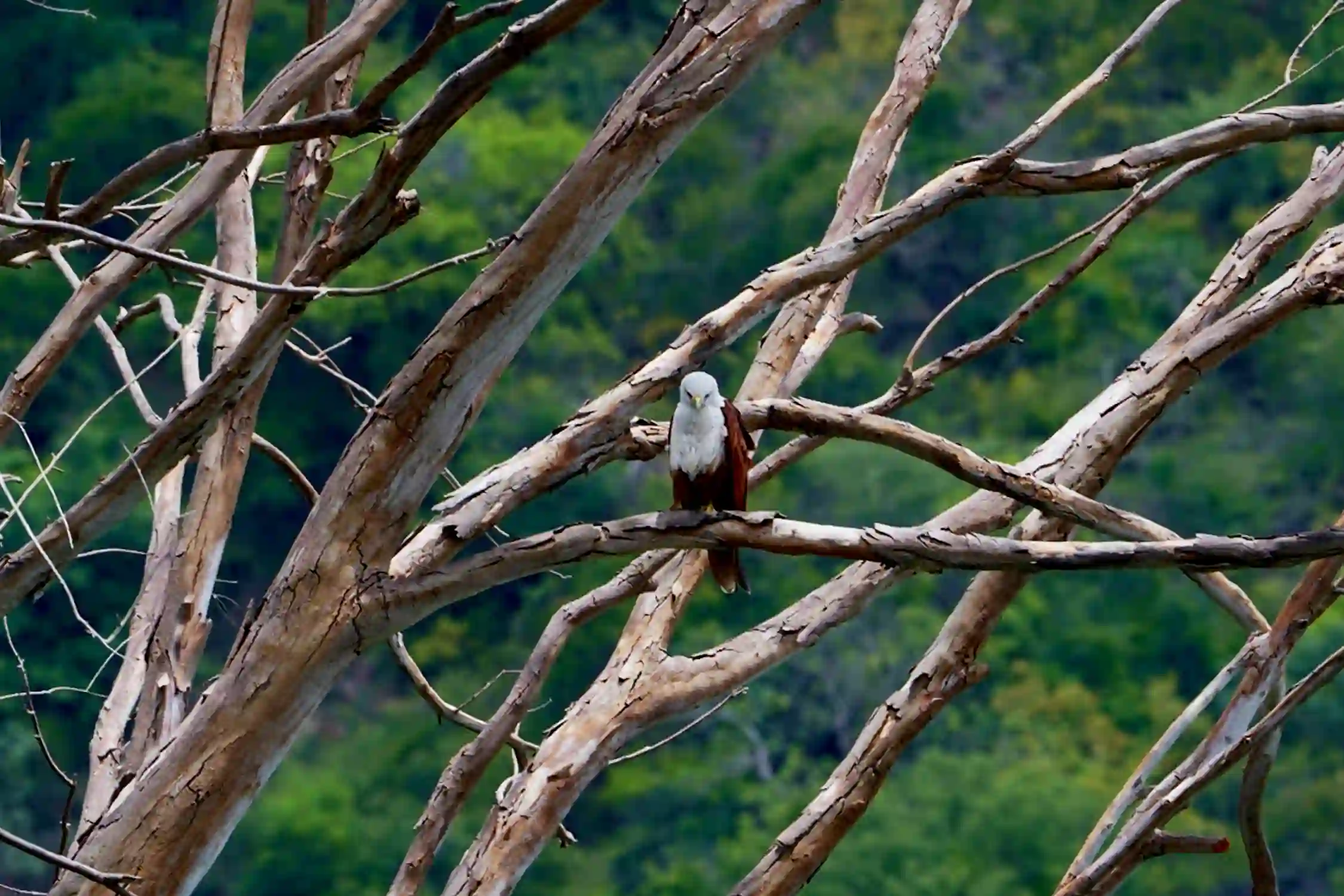 Karunkajam Falls Trek
