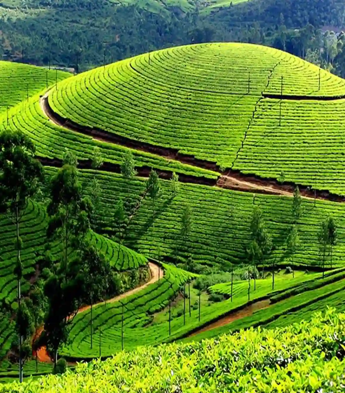 One Day Kochi to Thekkady Trip