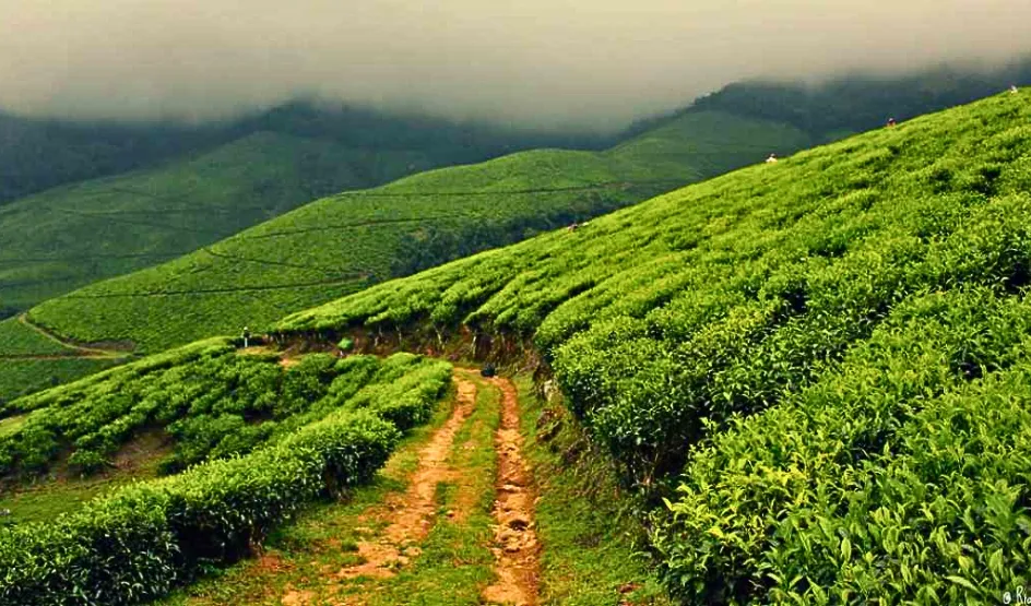 Kolukkumalai Jeep Safari