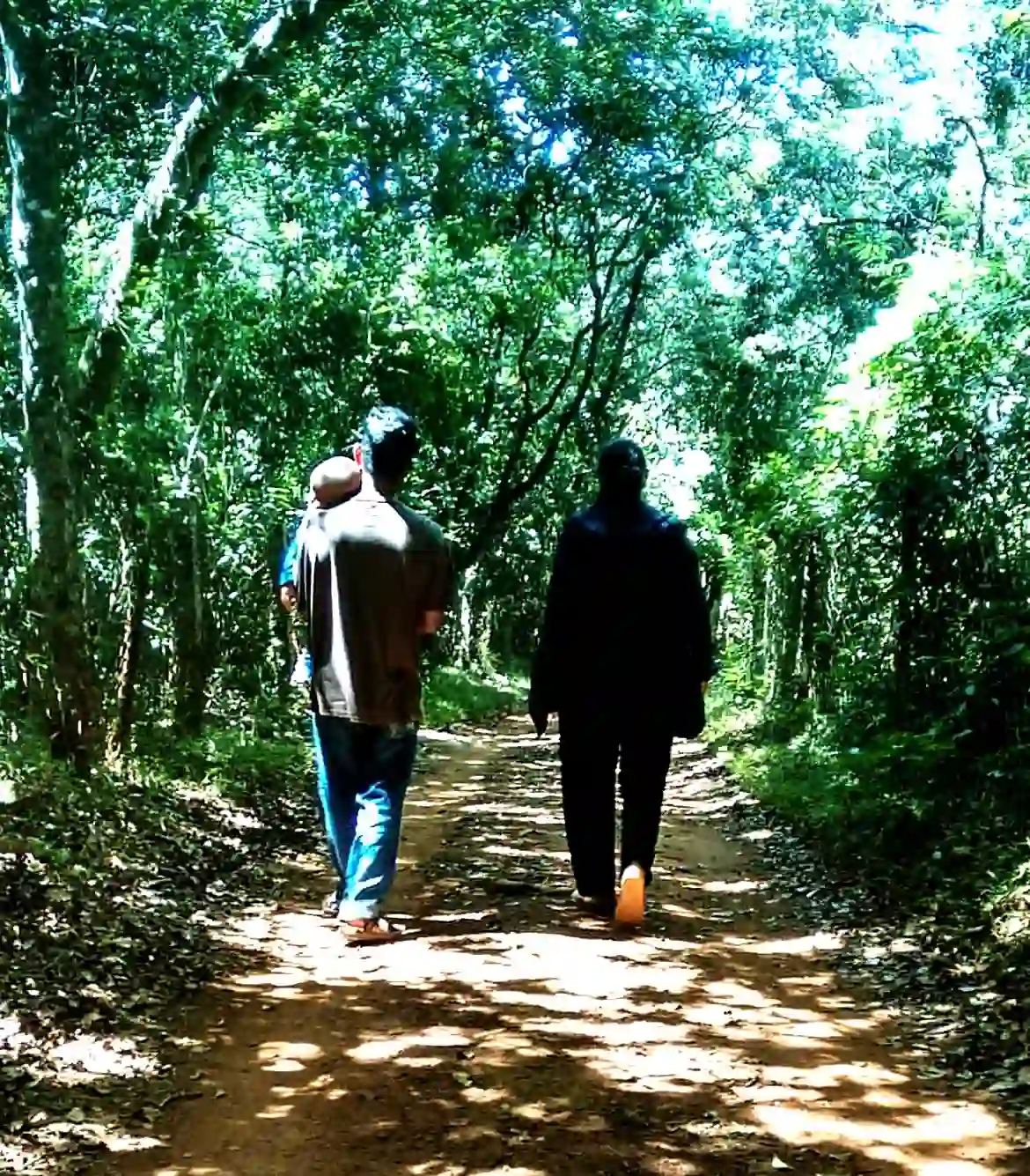 Longwood Shola Trekking