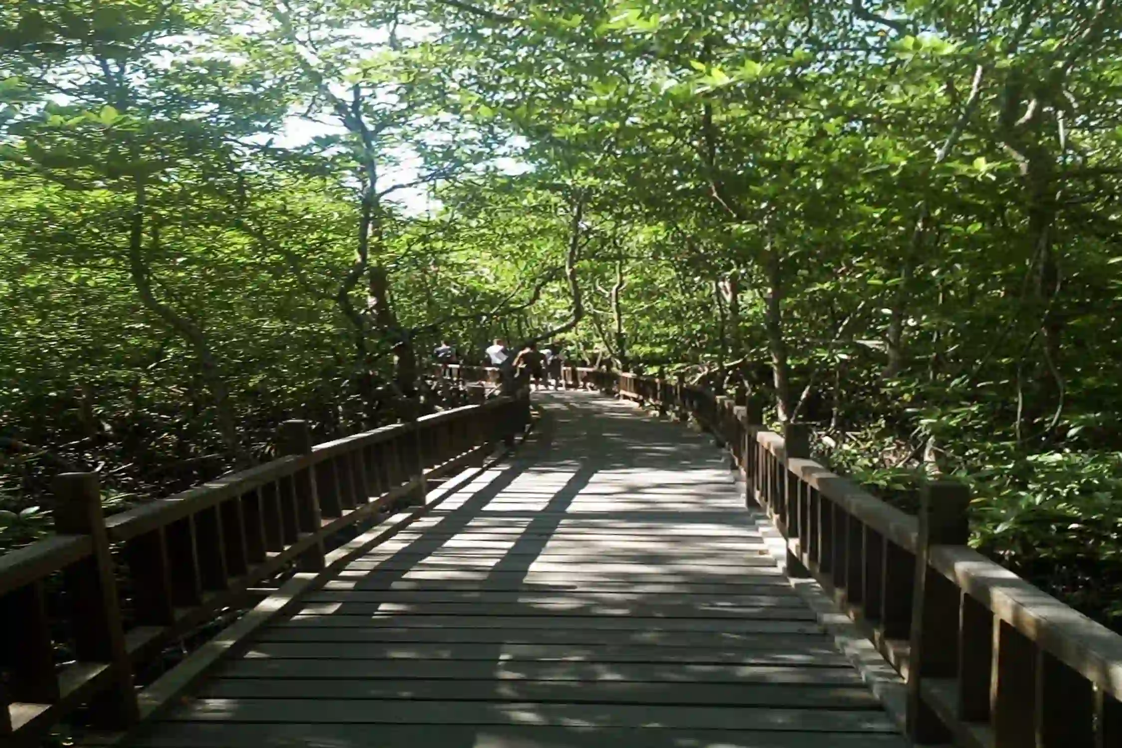 Manambolly Forest Trek