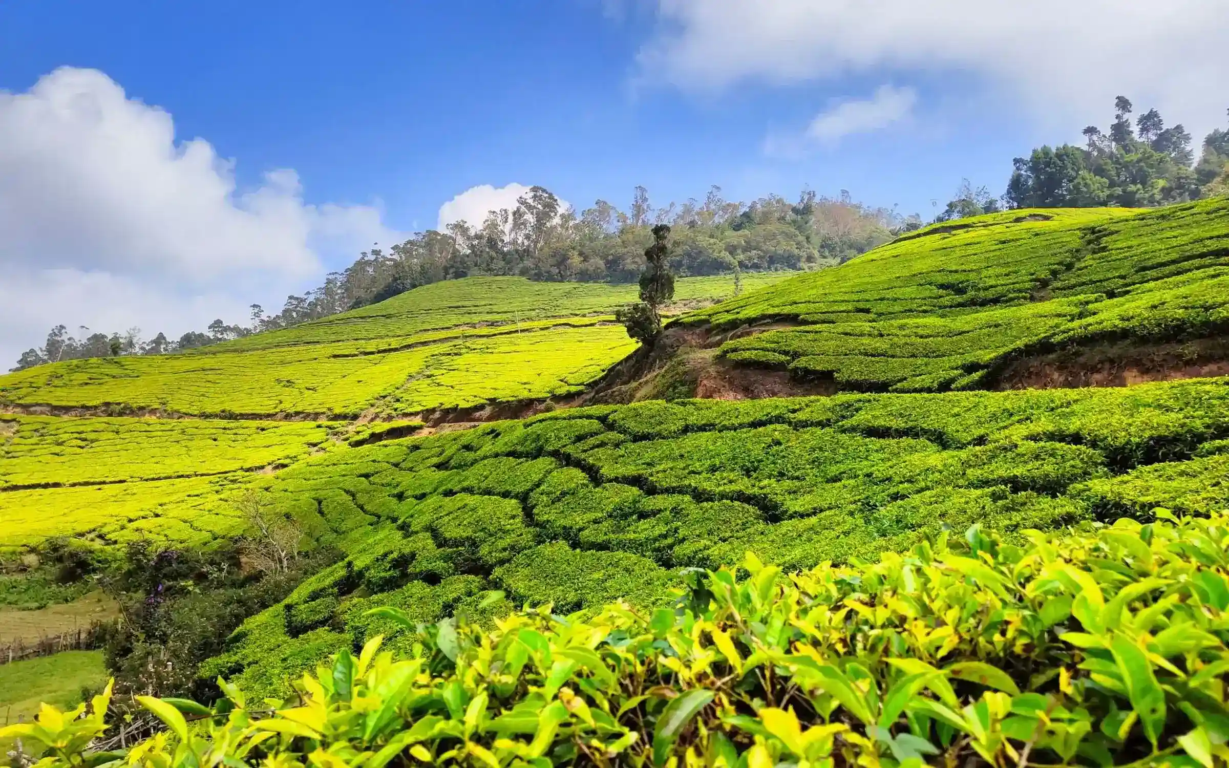 Munnar Trip from Bangalore