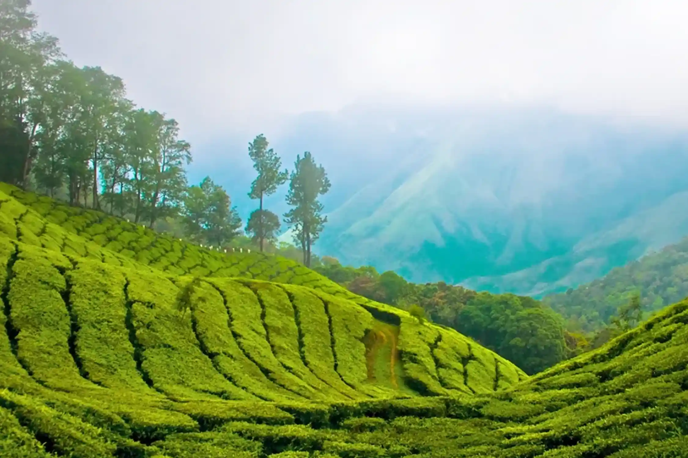 One Day Idukki Sightseeing Trip