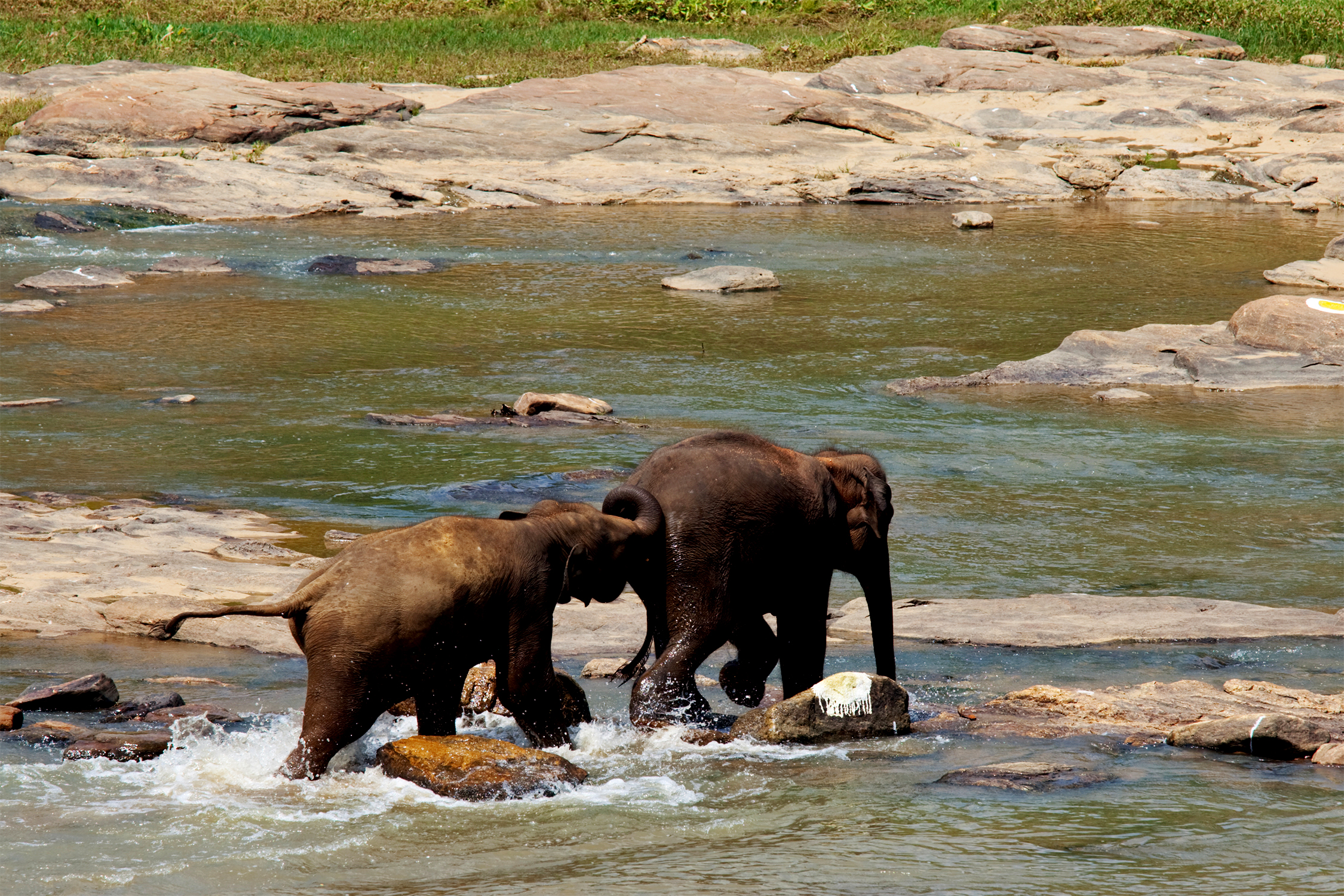 One Day Chikmagalur to Dubare Elephant Camp Sightseeing Trip